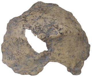 Fragment Of Skull Of Homo Erectus Palaeohungaricus - A Resin Copy Of photo
