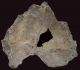 Fragment Of Skull Of Homo Erectus Palaeohungaricus - A Resin Copy Of Neolithic & Paleolithic photo 2