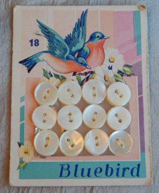 Antique Pearl Buttons On Lithograph Card Circa 1920 ' S Bluebird 220y photo