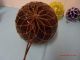 Five Fishing Floats Single Round Vintage?? (5 Different Colors) Fishing Nets & Floats photo 2
