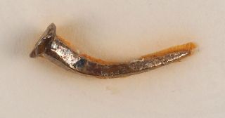 Bronze Nail Recovered From William Bligh ' S H.  M.  S.  Bounty,  Excessively Rare photo