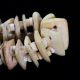 Ancient Pre Columbian Tairona Shell Beads Necklace Artifact The Americas photo 3