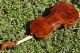 Master - Grade Antique Czech Violin By Johann Michl & Sohn.  Great Build & Sound String photo 5