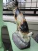 Xxrare Creations Co.  1930 Wirehaired Fox Terrier Dog 159 Art Statue Doorstop Metalware photo 1