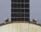 Antique Circa 1920s Aa Farland,  Concert Grand,  5 - String Birdseye Maple Banjo String photo 5