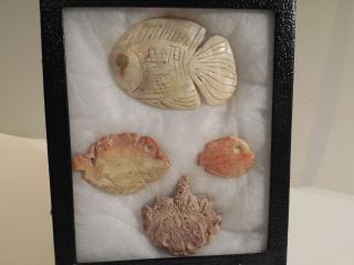 Moche Shell Pendants Display Pre - Columbian Archaic Ancient Artifacts Chimu Mayan photo