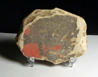 Hhc Roman Terra Cotta Pottery Sherd,  Red Paint,  Ex.  Timeline (w1003) photo