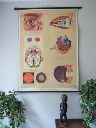 Vintage Anatomical Pull Down School Chart Of The Human Eye.  Opticians photo
