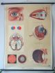 Vintage Anatomical Pull Down School Chart Of The Human Eye.  Opticians Other Antique Science, Medical photo 1
