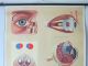 Vintage Anatomical Pull Down School Chart Of The Human Eye.  Opticians Other Antique Science, Medical photo 2
