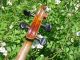 Vintage Stainer Violin Model Labeled Stainer 1695 Full Size 4/4 String photo 10