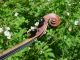 Vintage Stainer Violin Model Labeled Stainer 1695 Full Size 4/4 String photo 6