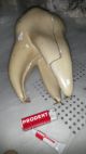 Rare,  Large,  Antique Anatomy Model,  Anatomical Model,  Tooth,  Plaster 1900 - 1920 Other Medical Antiques photo 9