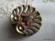 2923 – Stunning Iridescent Fly In Realistic Clam Shell Glass 1800’s Button Buttons photo 1