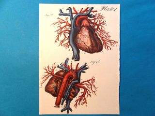 Rare Sir Charles Bell Antique Medical Arteries 1798 Plate 1 Reprinted 1971 photo