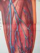 Lovely Vintage Pull Down Medical School Chart Of Human Circulatory System Other Antique Science, Medical photo 9