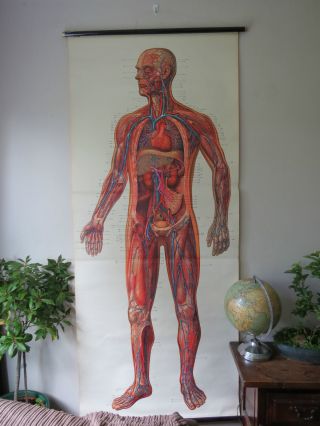 Lovely Vintage Pull Down Medical School Chart Of Human Circulatory System photo