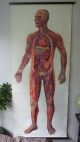 Lovely Vintage Pull Down Medical School Chart Of Human Circulatory System Other Antique Science, Medical photo 1