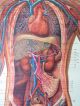 Lovely Vintage Pull Down Medical School Chart Of Human Circulatory System Other Antique Science, Medical photo 3