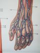 Lovely Vintage Pull Down Medical School Chart Of Human Circulatory System Other Antique Science, Medical photo 5