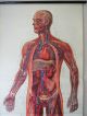 Lovely Vintage Pull Down Medical School Chart Of Human Circulatory System Other Antique Science, Medical photo 6