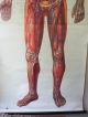 Lovely Vintage Pull Down Medical School Chart Of Human Circulatory System Other Antique Science, Medical photo 7