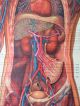 Lovely Vintage Pull Down Medical School Chart Of Human Circulatory System Other Antique Science, Medical photo 8