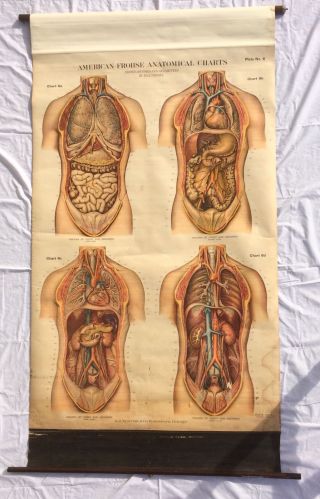 Antique 1918 American Frohse Anatomical Chart Plate No.  6 A.  J.  Nystrom photo