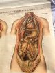 Antique 1918 American Frohse Anatomical Chart Plate No.  6 A.  J.  Nystrom Other Medical Antiques photo 5