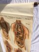 Antique 1918 American Frohse Anatomical Chart Plate No.  6 A.  J.  Nystrom Other Medical Antiques photo 6