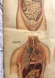 Antique 1918 American Frohse Anatomical Chart Plate No.  6 A.  J.  Nystrom Other Medical Antiques photo 7