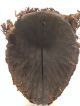 Nigeria: Old African Tribal - Idoma - Mask. Masks photo 3