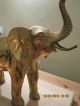 Vintage Large Solid Brass Elephant India photo 1