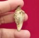 Mayan Incised Shell Pendant - Antique Pre Columbian Artifact The Americas photo 2