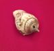 Mayan Incised Shell Pendant - Antique Pre Columbian Artifact The Americas photo 7