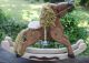 Primitive Folk Art Hand Made Wood Hobby Horse Shelf Display Primitives photo 11