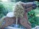 Primitive Folk Art Hand Made Wood Hobby Horse Shelf Display Primitives photo 1