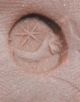 L6 Ancient Roman Bronze Intaglio Ring With Gemme Of Karneol - Star Mond 5.  6g Roman photo 3