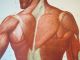 Vintage Anatomical Pull Down School Chart Of The Human Muscular System Circa 196 Other Antique Science, Medical photo 9
