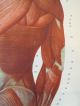 Vintage Anatomical Pull Down School Chart Of The Human Muscular System Circa 196 Other Antique Science, Medical photo 10