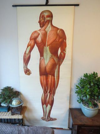 Vintage Anatomical Pull Down School Chart Of The Human Muscular System Circa 196 photo