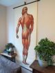 Vintage Anatomical Pull Down School Chart Of The Human Muscular System Circa 196 Other Antique Science, Medical photo 1