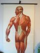 Vintage Anatomical Pull Down School Chart Of The Human Muscular System Circa 196 Other Antique Science, Medical photo 2