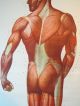 Vintage Anatomical Pull Down School Chart Of The Human Muscular System Circa 196 Other Antique Science, Medical photo 3