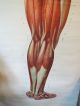 Vintage Anatomical Pull Down School Chart Of The Human Muscular System Circa 196 Other Antique Science, Medical photo 4