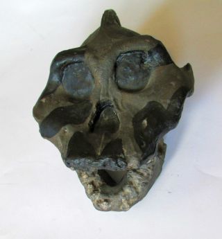 Australopithecus Aethiopicus,  2.  6 Mil.  Years Old,  The Black Skull - Replica photo
