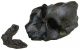 Australopithecus Aethiopicus,  2.  6 Mil.  Years Old,  The Black Skull - Replica Neolithic & Paleolithic photo 2