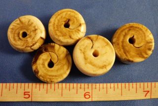 5 Old Conch Shell Beads Pendants Good Patina Tennessee River Find photo