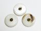 Rare Antique C1800 ' S Carved Mother Of Pearl / Paua Shell Buttons Buttons photo 1