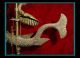 Fabulous Bronze Greek / Roman Whale & Dolphin 2 Font Oil Lamp With All Roman photo 6